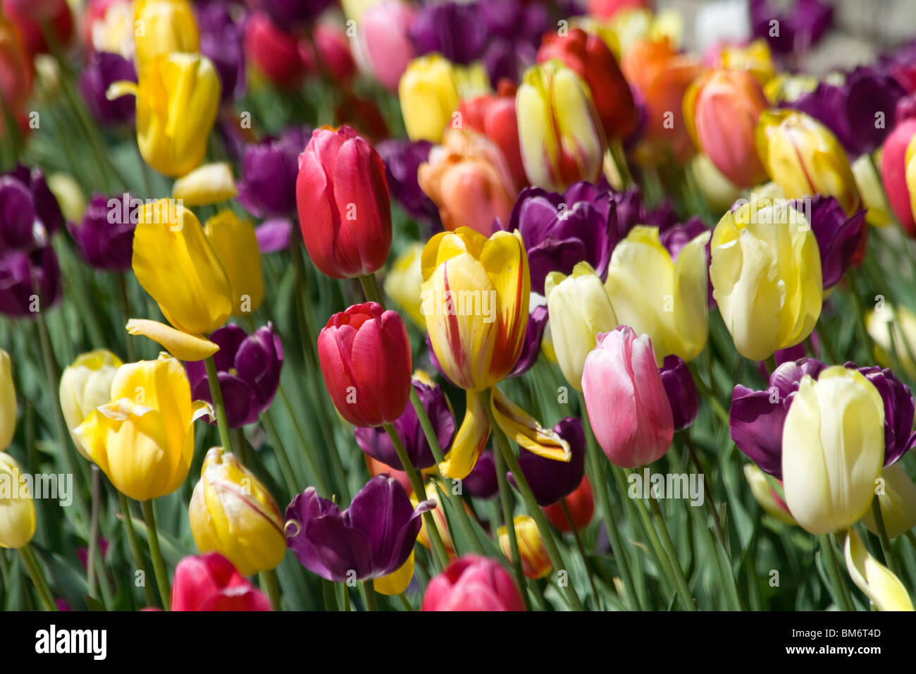 Color blend Tulip. 'French Blend'. Chicago Botanic Garden Stock Photo