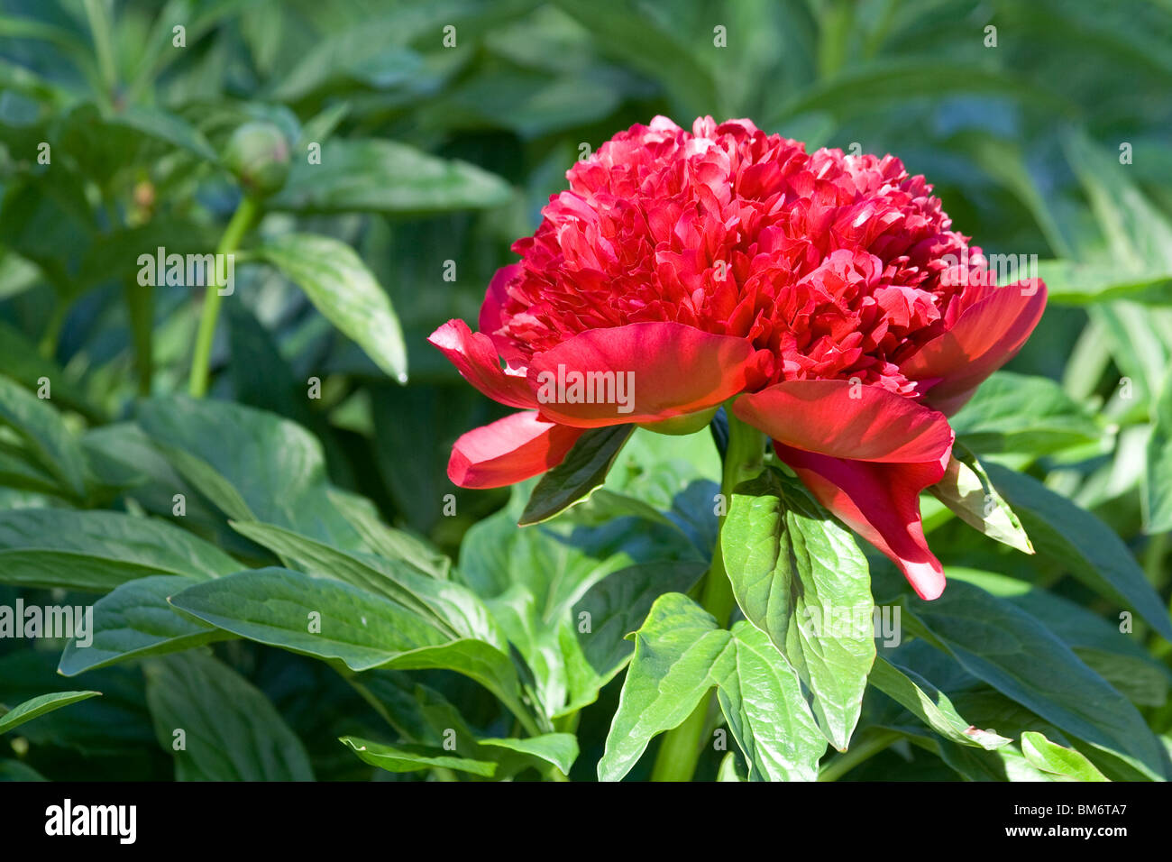 Red Charm Peony. Paeonia. Chicago Botanic Garden Stock Photo