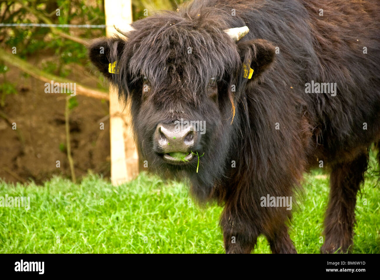 Black highland cow on hi-res stock photography and images - Alamy