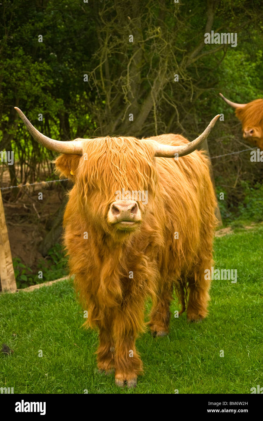Cow Head Stock Photos & Cow Head Stock Images Alamy