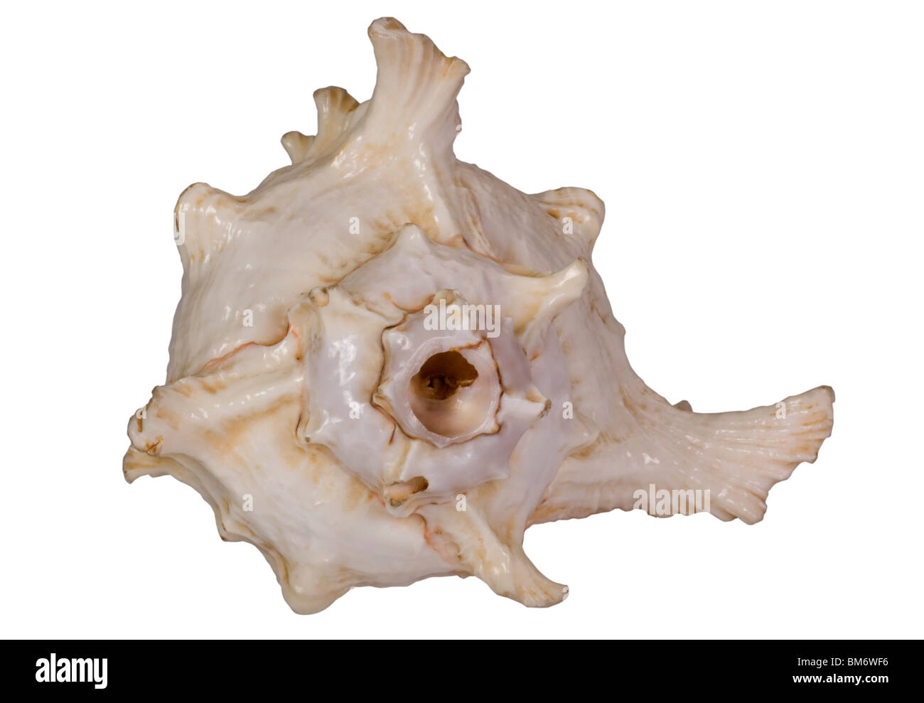 Close-up of a conch shell Stock Photo - Alamy