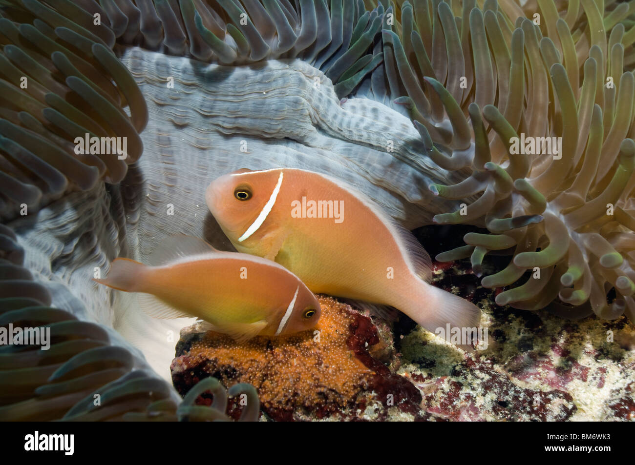 Pink anemonefish (Amphiprion perideraion), spawning pair with freshly laid eggs. Misool, Raja Ampat, West Papua, Indonesia. Stock Photo