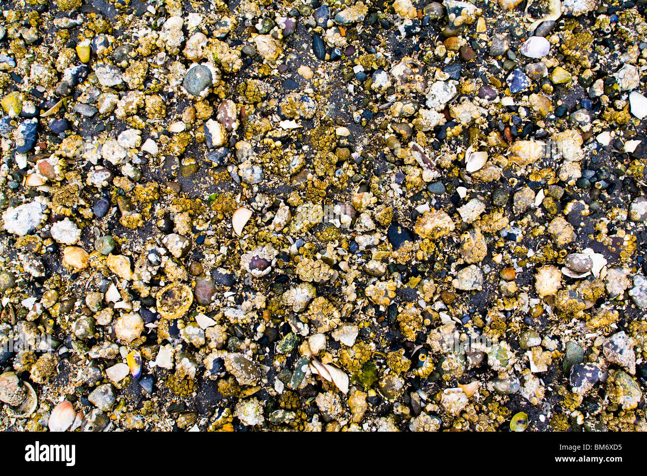 Close up barnacles shells hi-res stock photography and images - Alamy