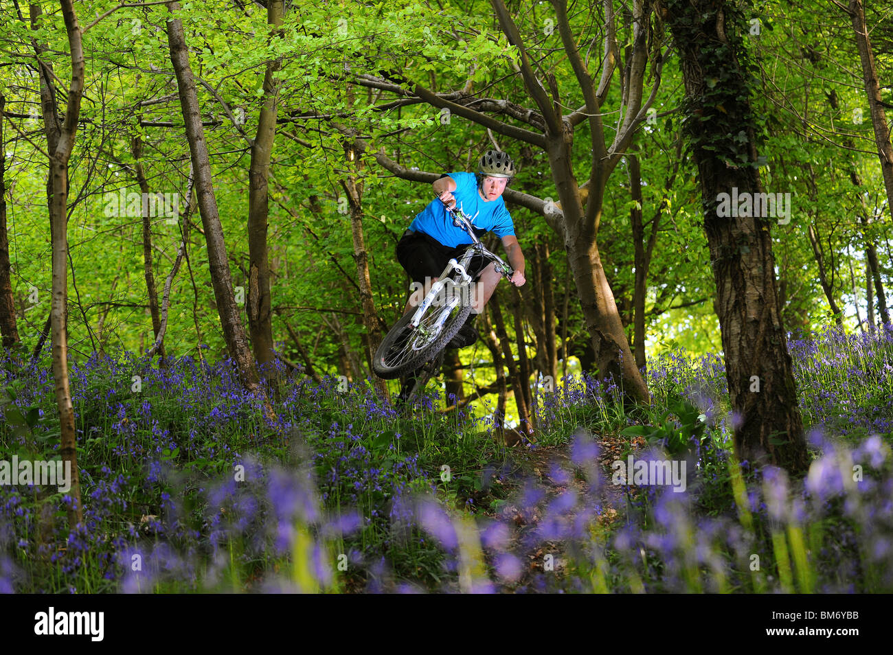 A mountain biker jumps as he rides through woods carpeted with bluebells. Stock Photo