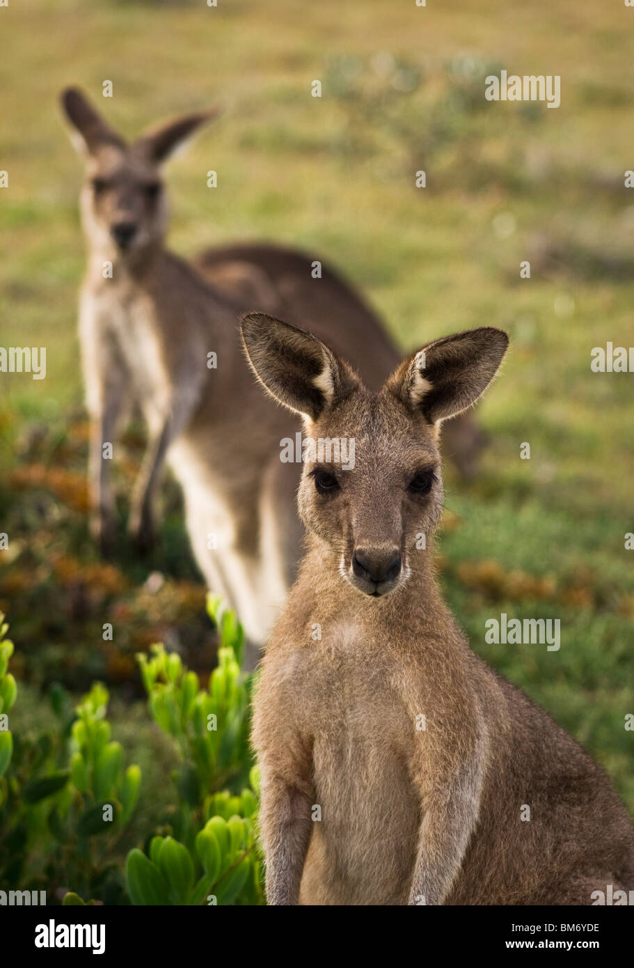 two kangaroos graze in the evening in a national park near coffs harbour, Australia Stock Photo