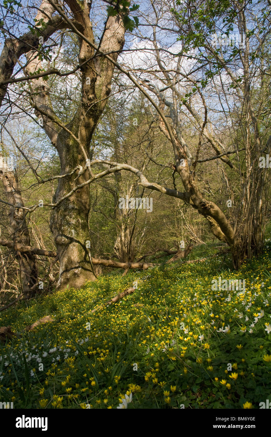 Woodland and flowers, Black Mountains, Wales, UK, Europe Stock Photo ...