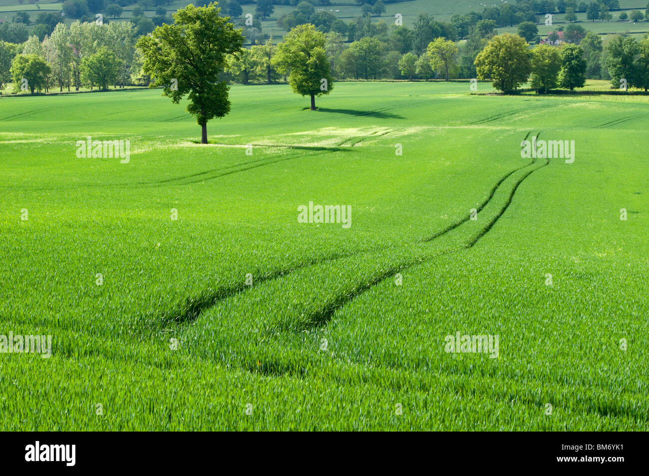 Field of cereal with tractor tracks,  Saône-et-Loire (71), France, Europe Stock Photo