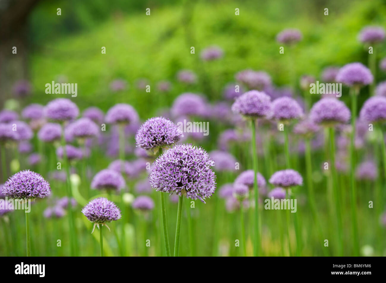 Allium globemaster hires stock photography and images Alamy
