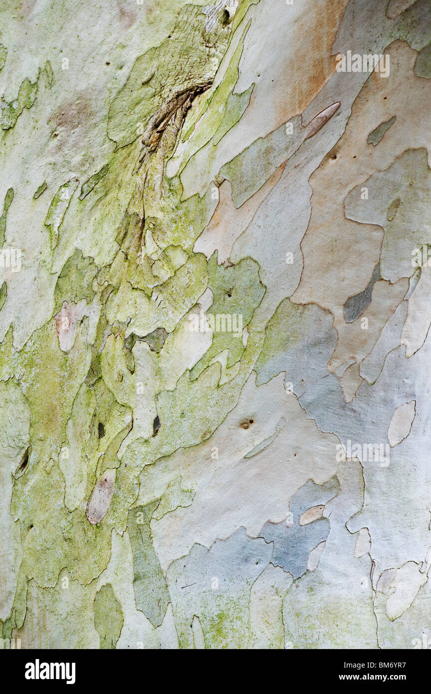 Eucalyptus pauciflora niphophila. Snow gum tree bark. UK Stock Photo