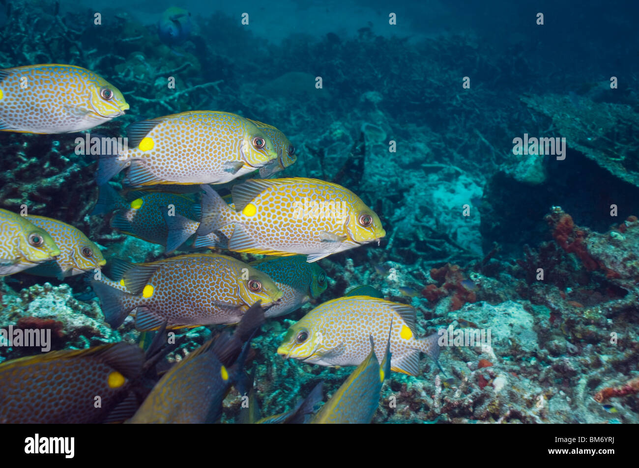 Golden rabbitfish (Siganus guttatus) school. Andaman Sea, Thailand. Stock Photo