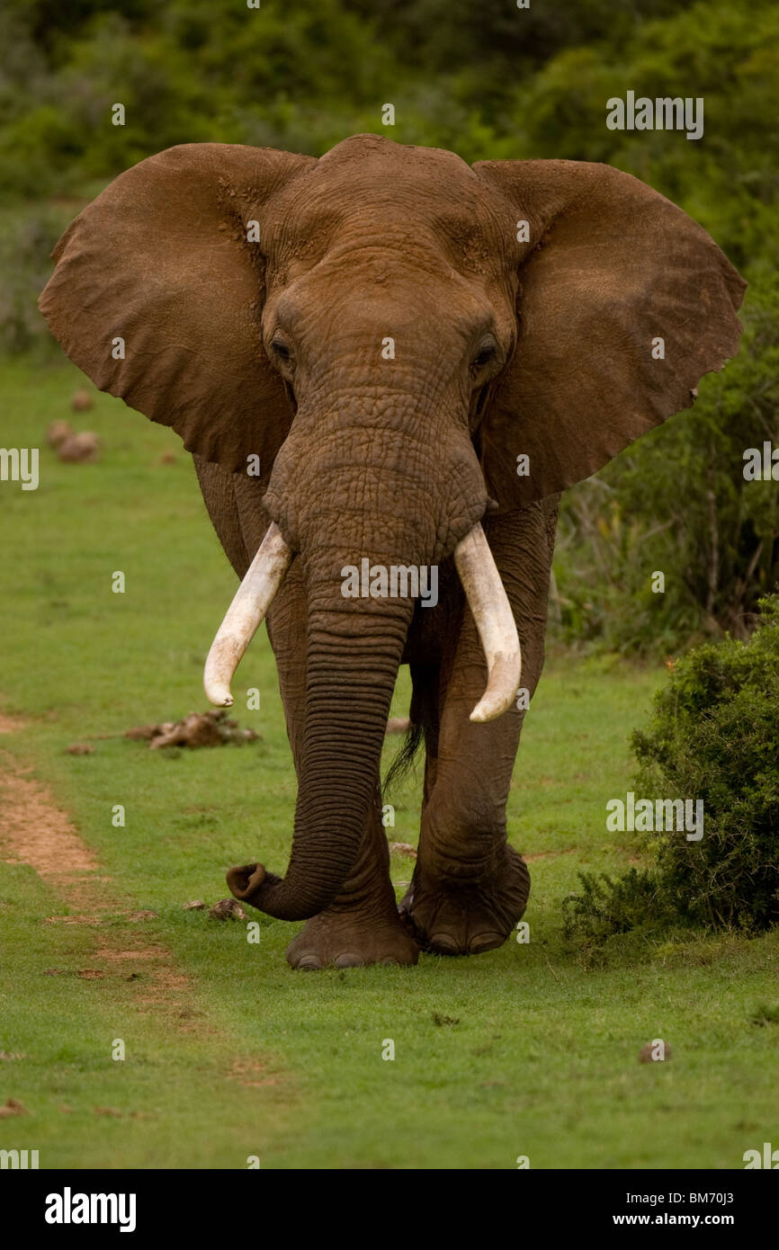 Walking Elephant Stock Photo