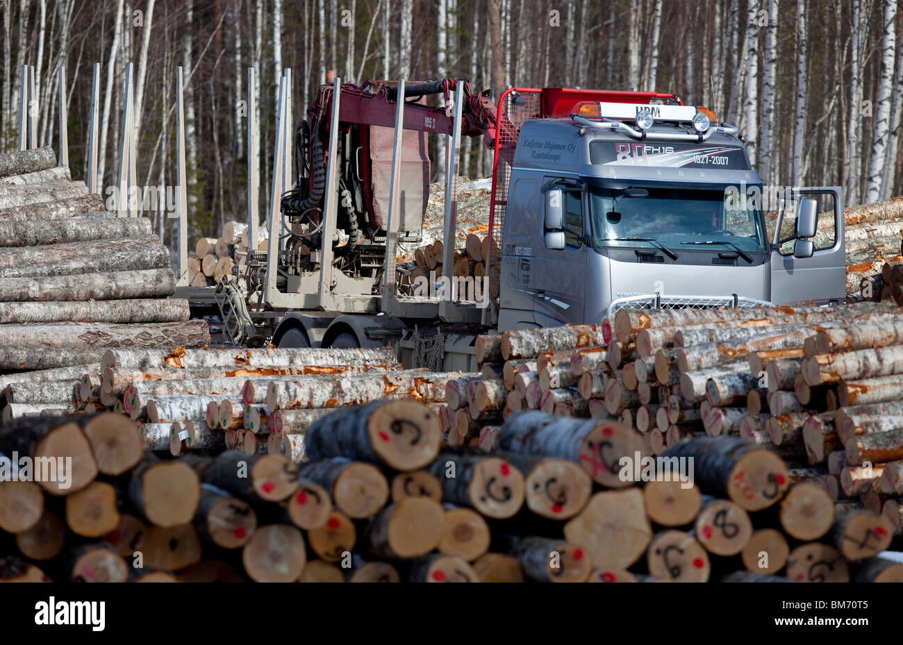 Finnish logging truck between birch log piles in log collection point , Finland Stock Photo