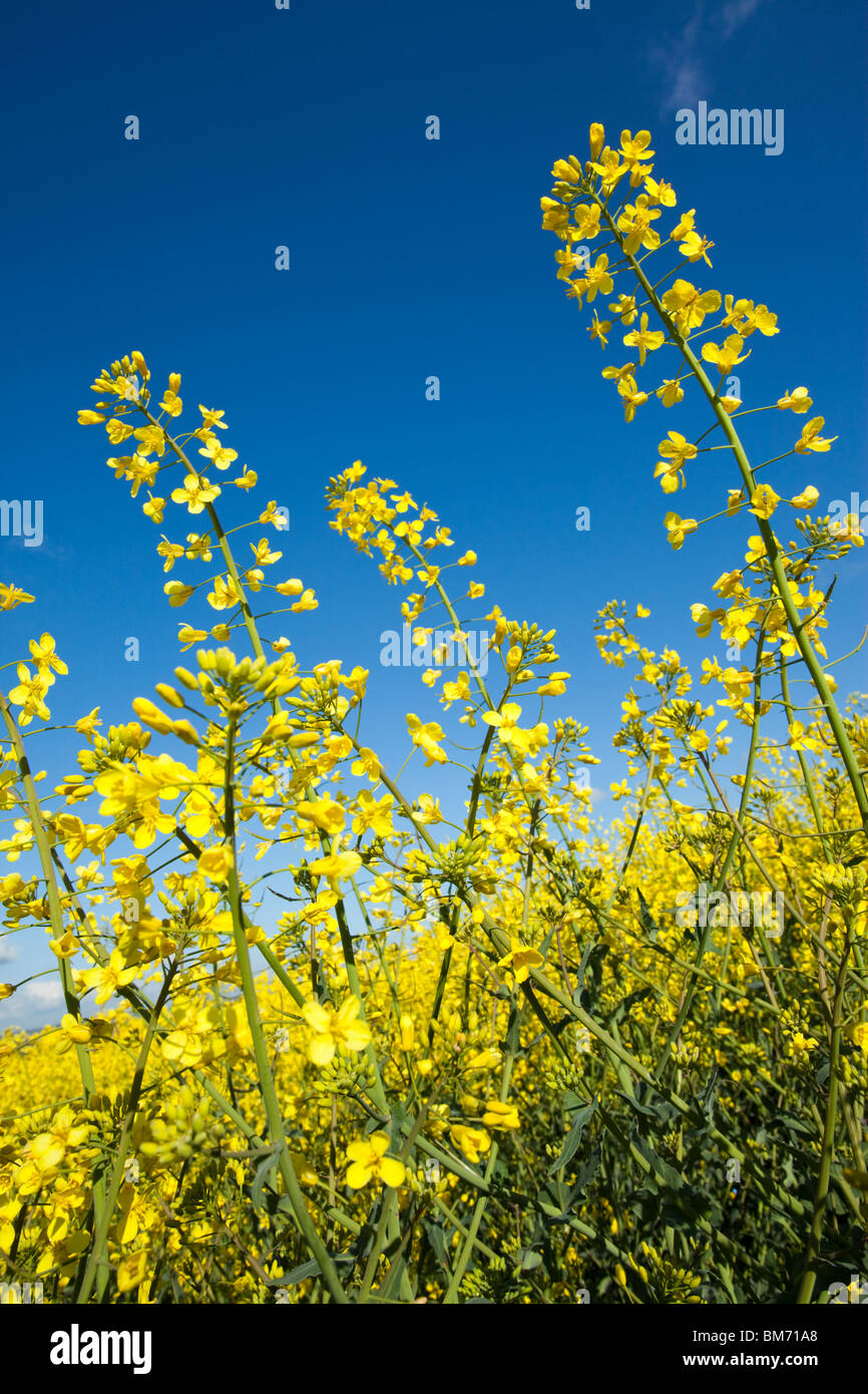 Field of oil seed rape Stock Photo - Alamy