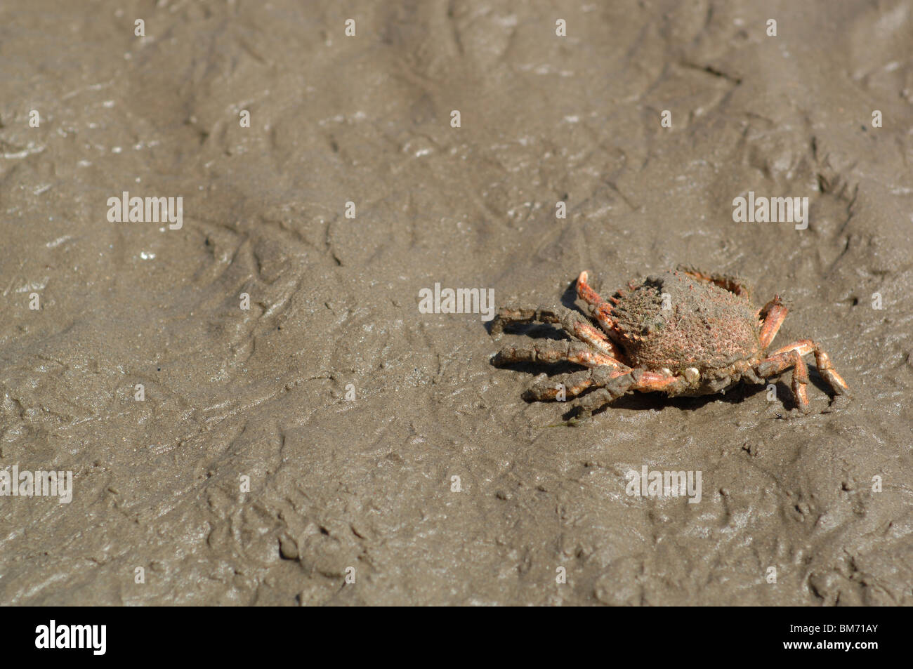 Crab gills hires stock photography and images Alamy