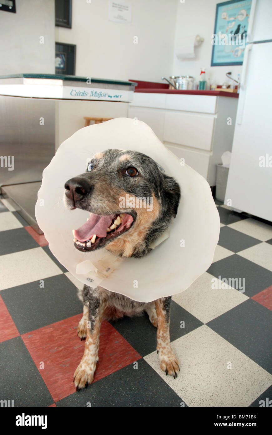 Dog wearing cone, in veterinarian's office Stock Photo Alamy