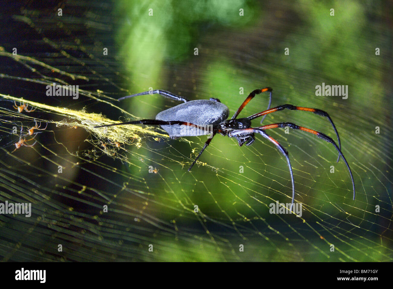 large spider on web Nephila inaurata Redlegged Golden Orbweb