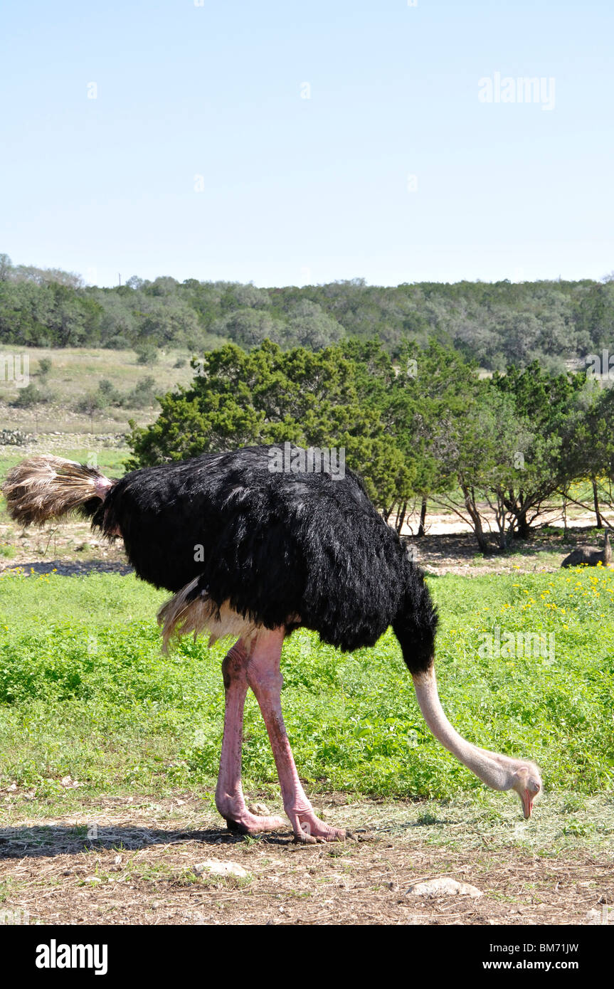 Ostrich (Struthio camelus) Stock Photo