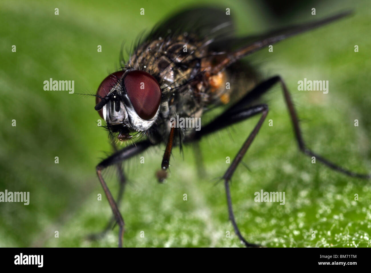 Fly Insect Front View Fly on leaf front view Stock Photo - Alamy