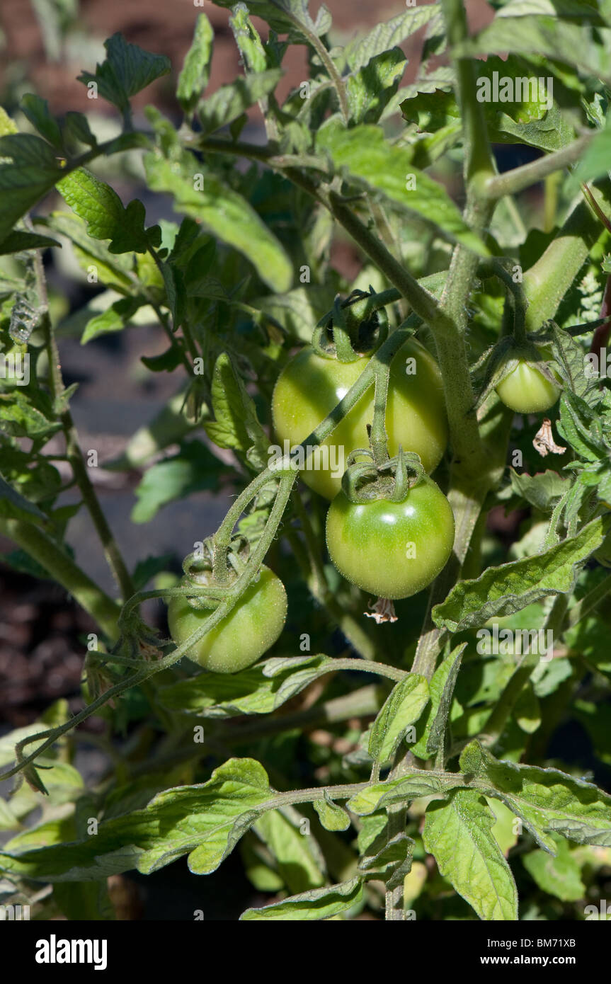 green beefsteak tomatoes on the vine Stock Photo