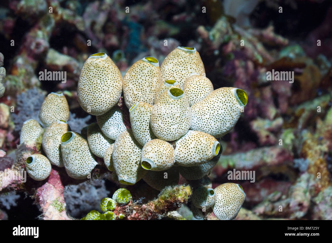 Tunicates or sea squirts Atriolum robustum. Misool, Raja Ampat, West Papua, Indonesia. Stock Photo