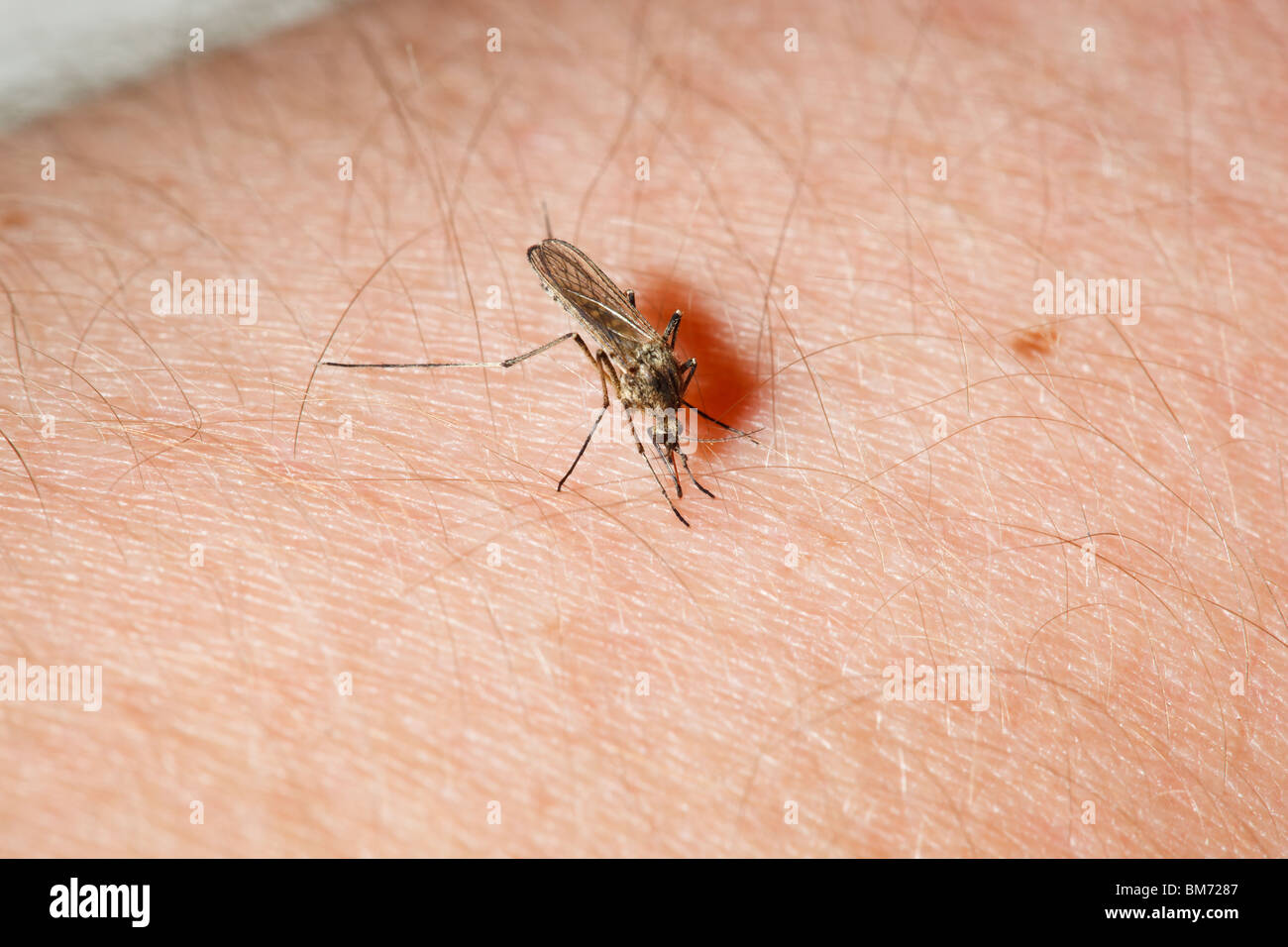 Female Mosquito (Culex pipiens) feeding on a human arm. Stock Photo