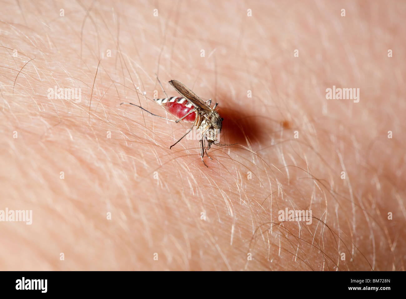 Female Mosquito (Culex pipiens) feeding on a human arm. Stock Photo