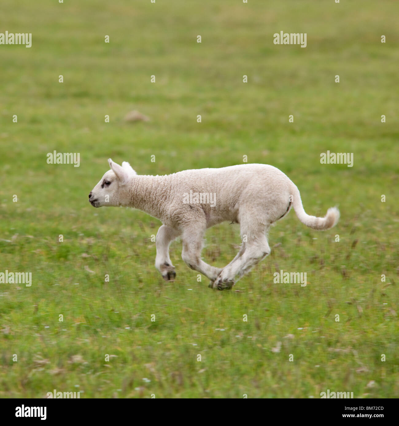 Lamb jumping hires stock photography and images Alamy