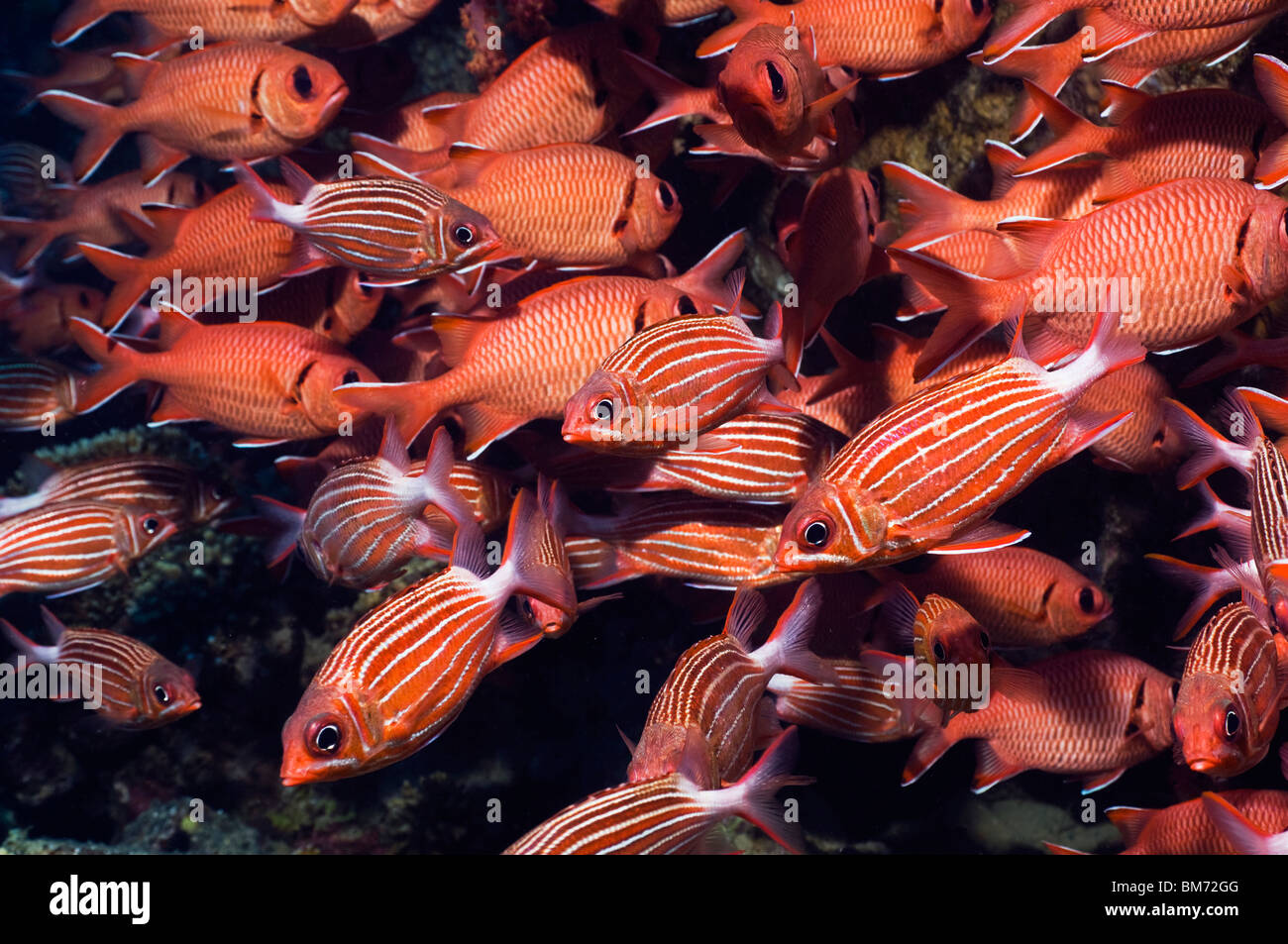 Crown squirrelfish (Sargocentron diadema) and Red soldierfish (Myripristis murdjan). Egypt, Red Sea. Stock Photo