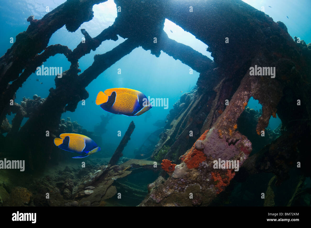 Kasi Maru wreck with Blue-girdled angelfish.  Solomon Islands. Stock Photo