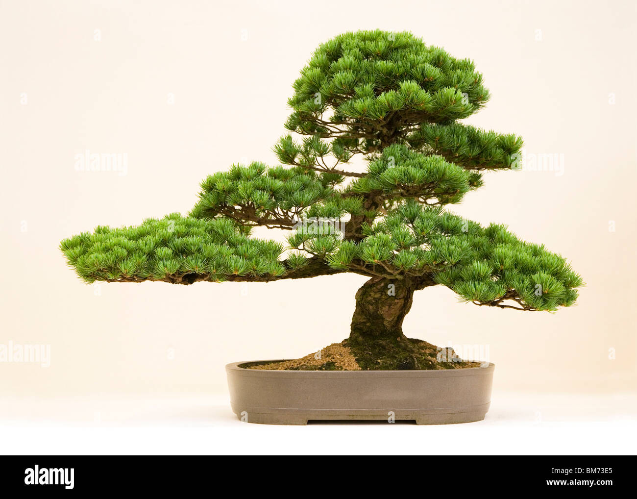 bonsai tree on display against white in clay pot with interesting shape in the studio, green leaves, Japanese hobby Stock Photo