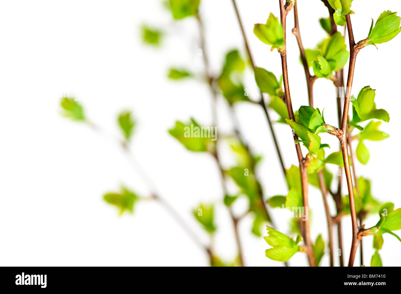 Branches with young green spring leaves budding isolated on white Stock ...