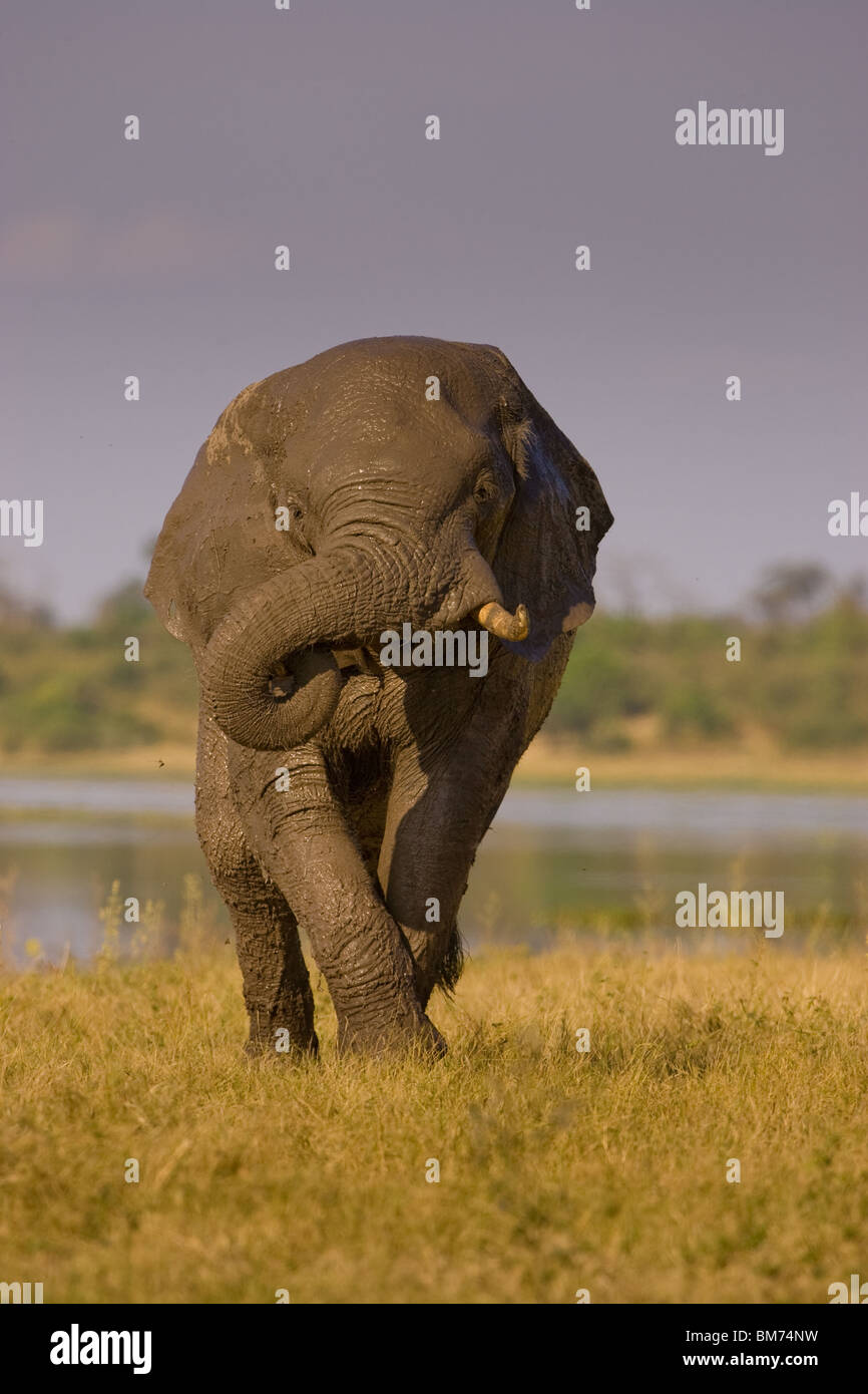 Elephant with curled trunk Stock Photo