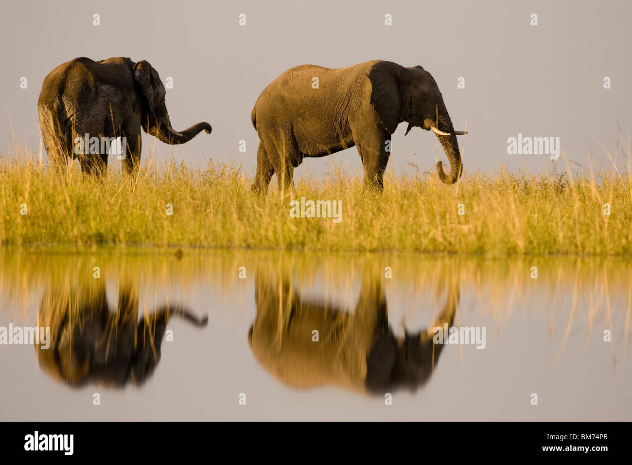 Elephant bull sniffing at cow with reflection in river, Chobe Stock Photo