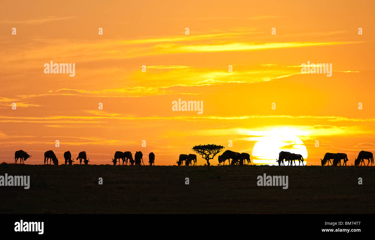African animal silhouette hi-res stock photography and images - Alamy