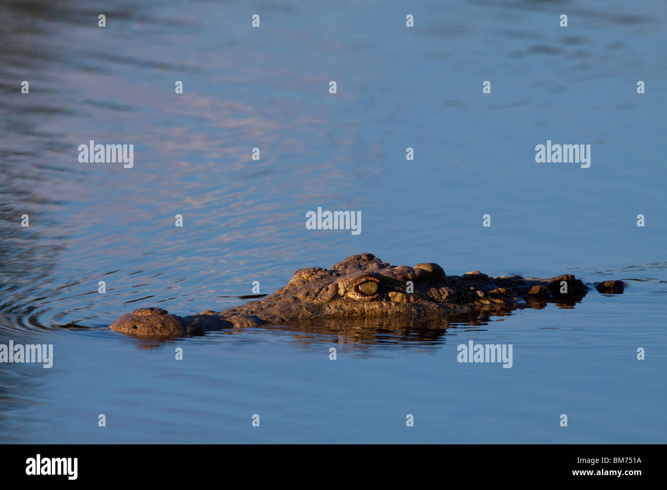 Nile Crocodile (Crocodylus Niloticus). In the water. Greater Kruger National Park, Limpopo, South Africa. Stock Photo
