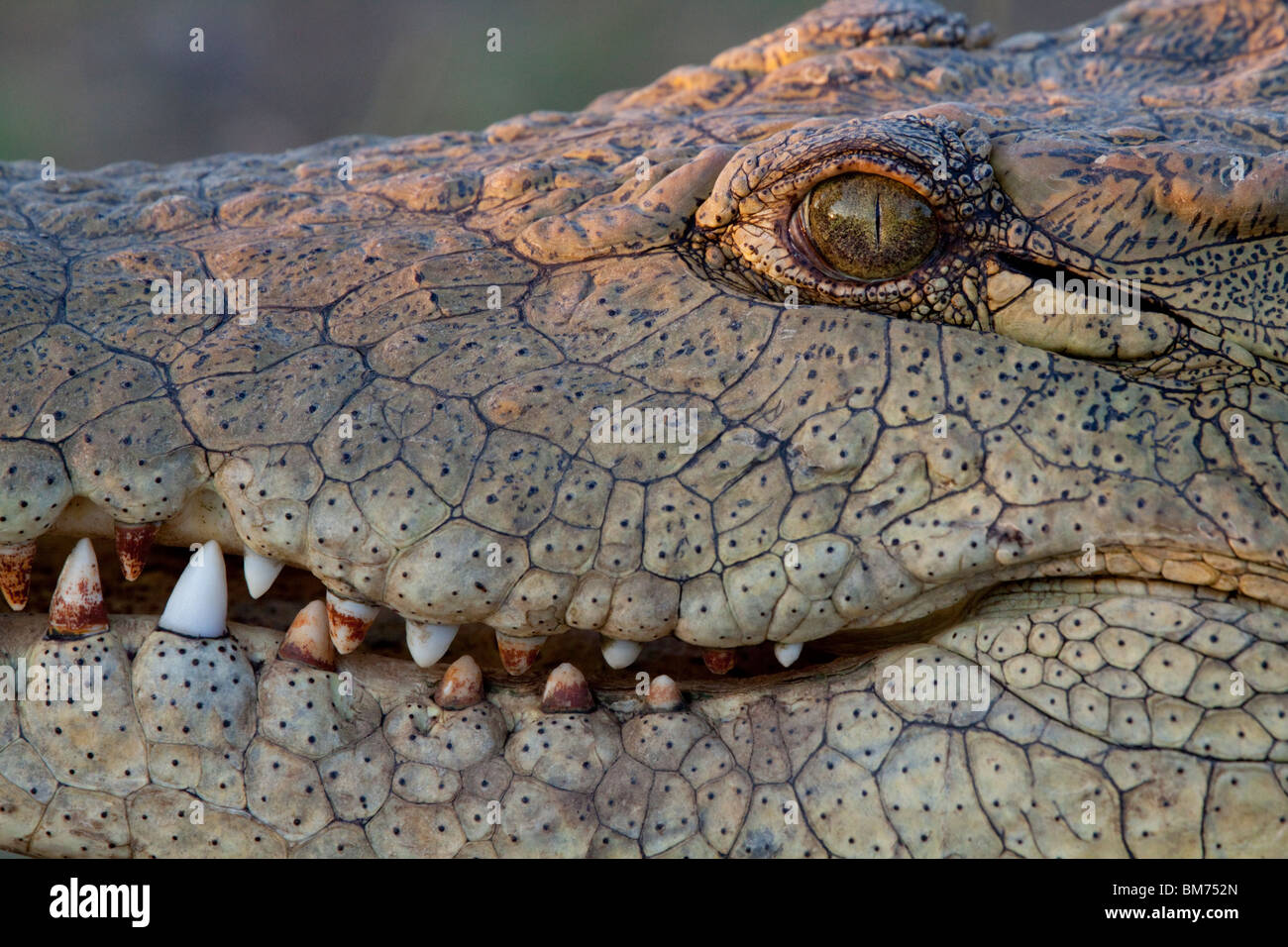 Nile Crocodile (Crocodylus Niloticus). Stock Photo