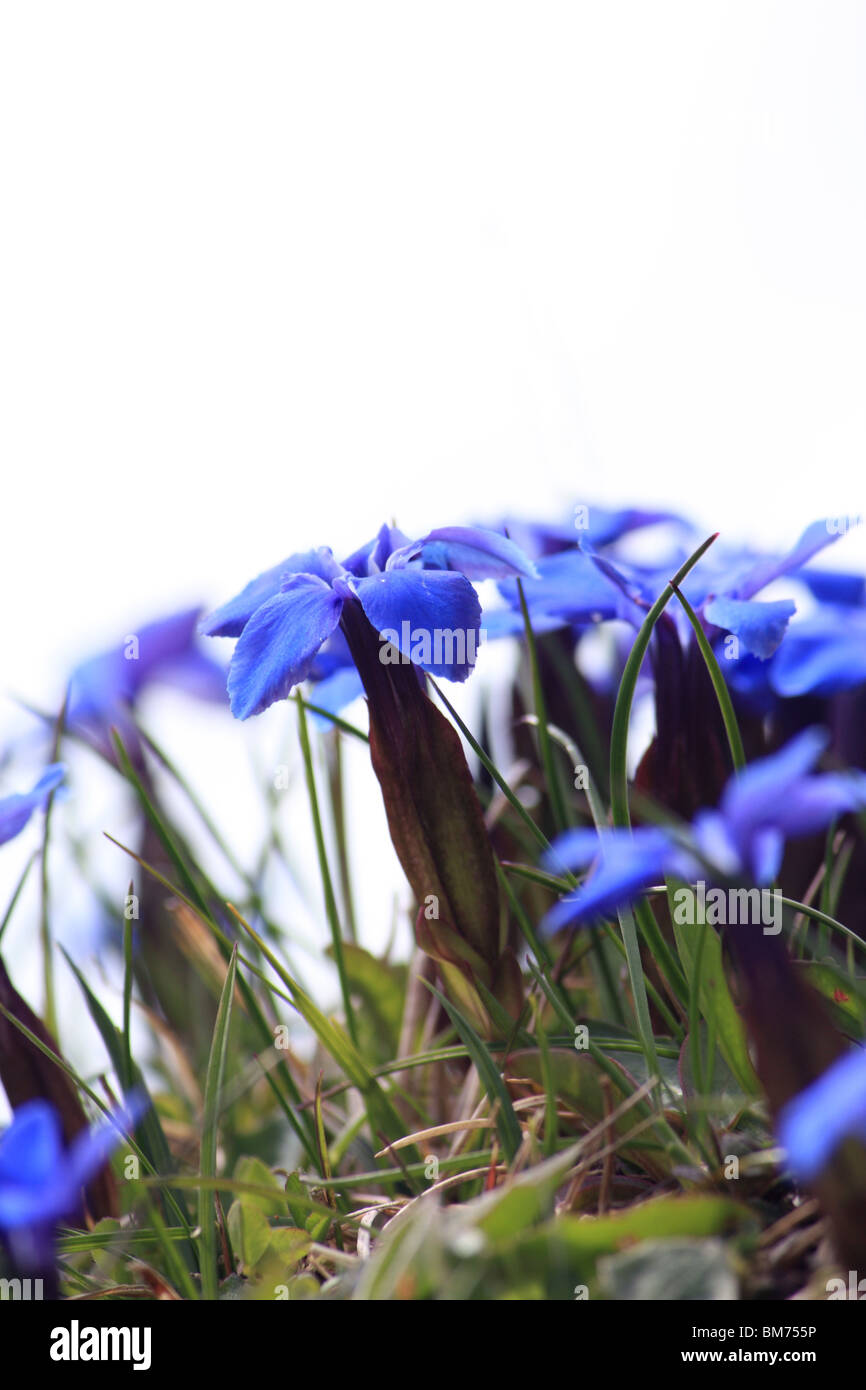 Blossoming blue gentiana Stock Photo