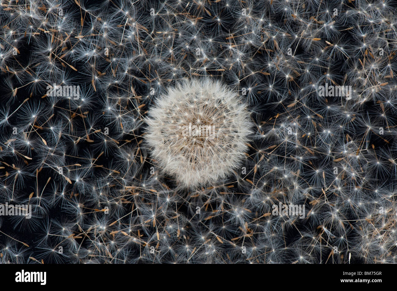 Dandelion seed heads pattern on a black background Stock Photo