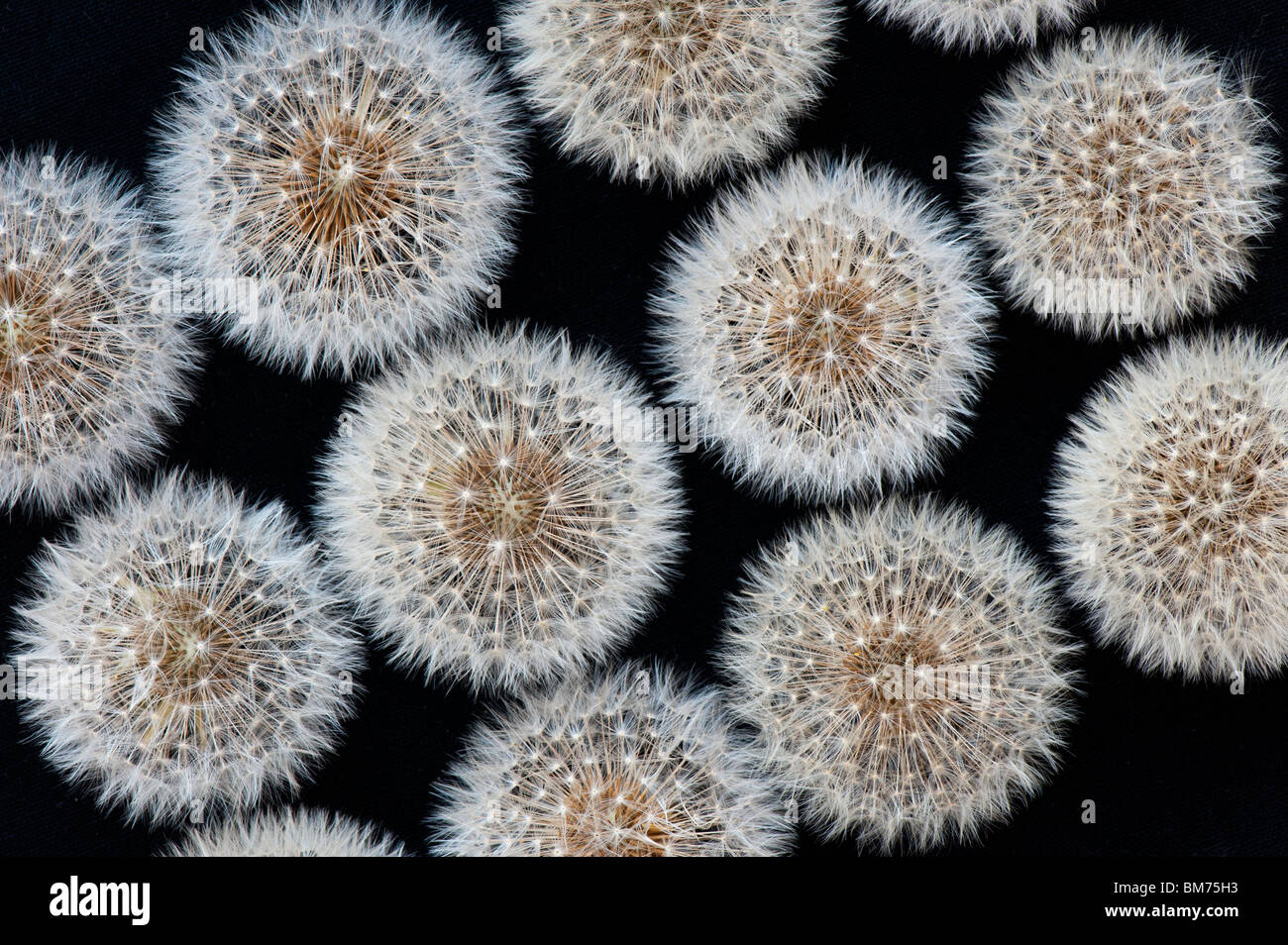 Dandelion seed heads pattern on a black background Stock Photo