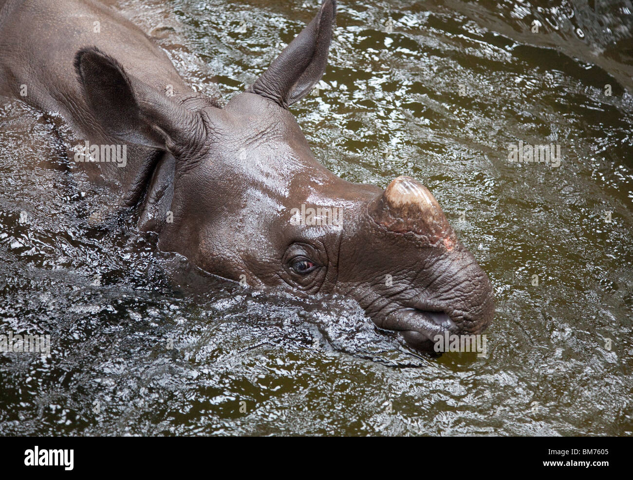 A female Indian Rhinocerous in water at the West Midland Safari PArk, Bewdley, Worcestershire, England, UK. Stock Photo