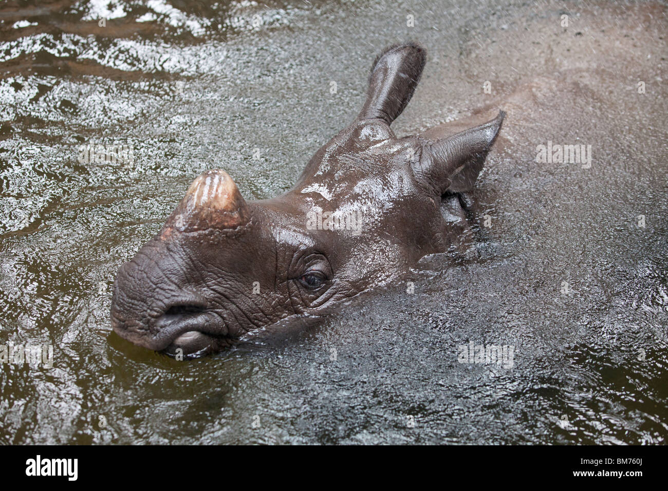 A female Indian Rhinocerous in water at the West Midland Safari PArk, Bewdley, Worcestershire, England, UK. Stock Photo