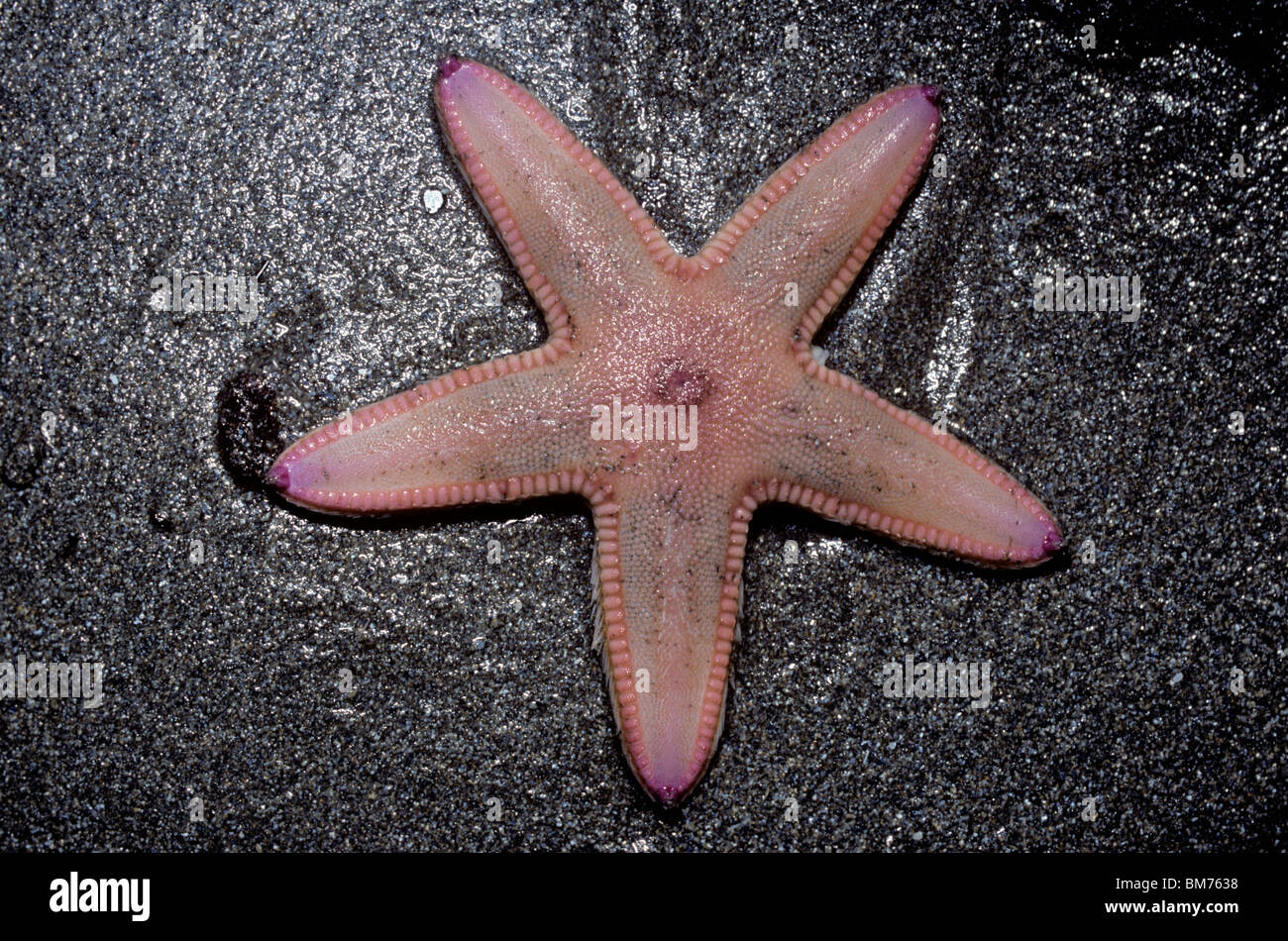 Sand star starfish (Astropecten irregularis) moving across sand after emerging as the tide came in UK Stock Photo