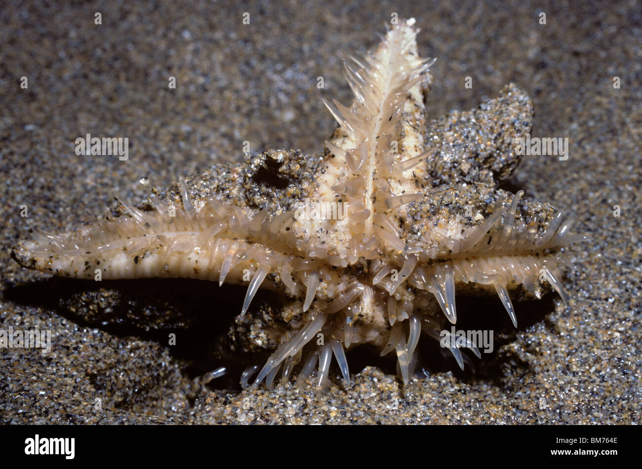Sand star starfish (Astropecten irregularis: Astropectinidae) emerging from the sand as tide comes in, showing its tube-feet UK Stock Photo