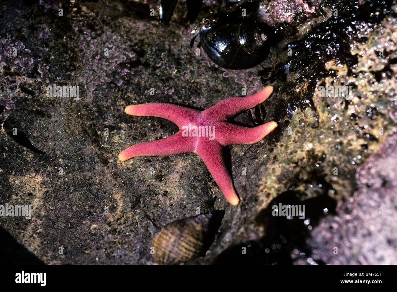 Blood sea-star or Bloody Henry starfish (Henricia sanguinolenta) at low tide UK Stock Photo