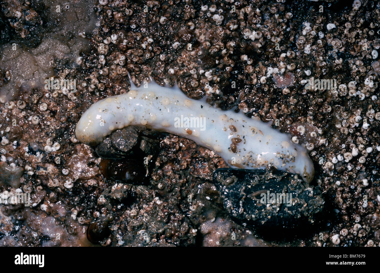 Sea-gherkin (Pawsonia (= Cucumaria) saxicola) exposed at low tide UK Stock Photo