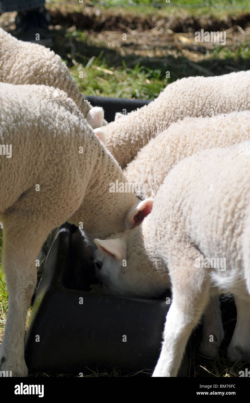 pet lambs being weaned onto lamb pellets Stock Photo Alamy