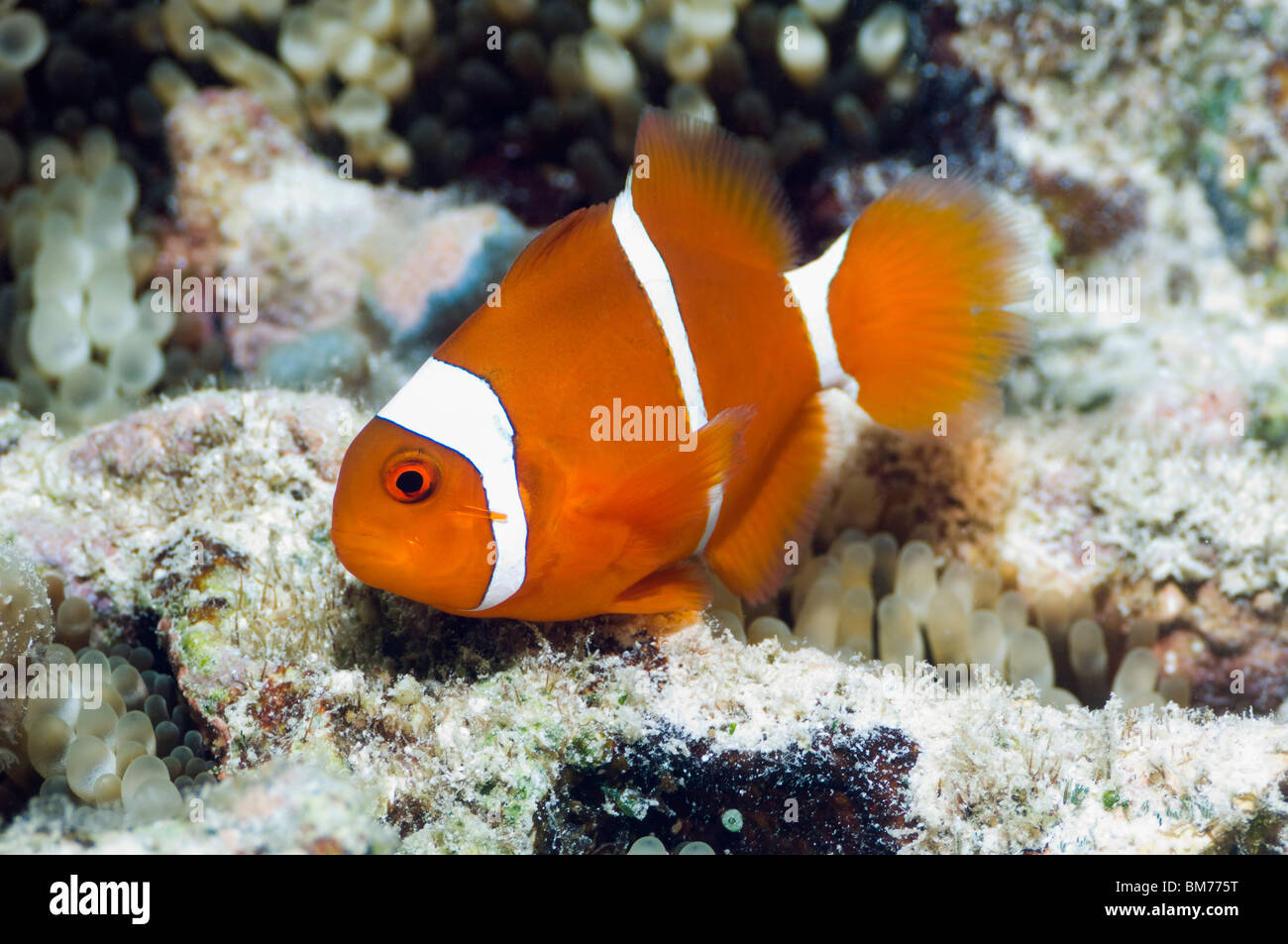 Spinecheek anemonefish (Premnas biaculeatus) exclusively with Bubble tip anemone (Entacmaea quadricolor).  Indonesia. Stock Photo