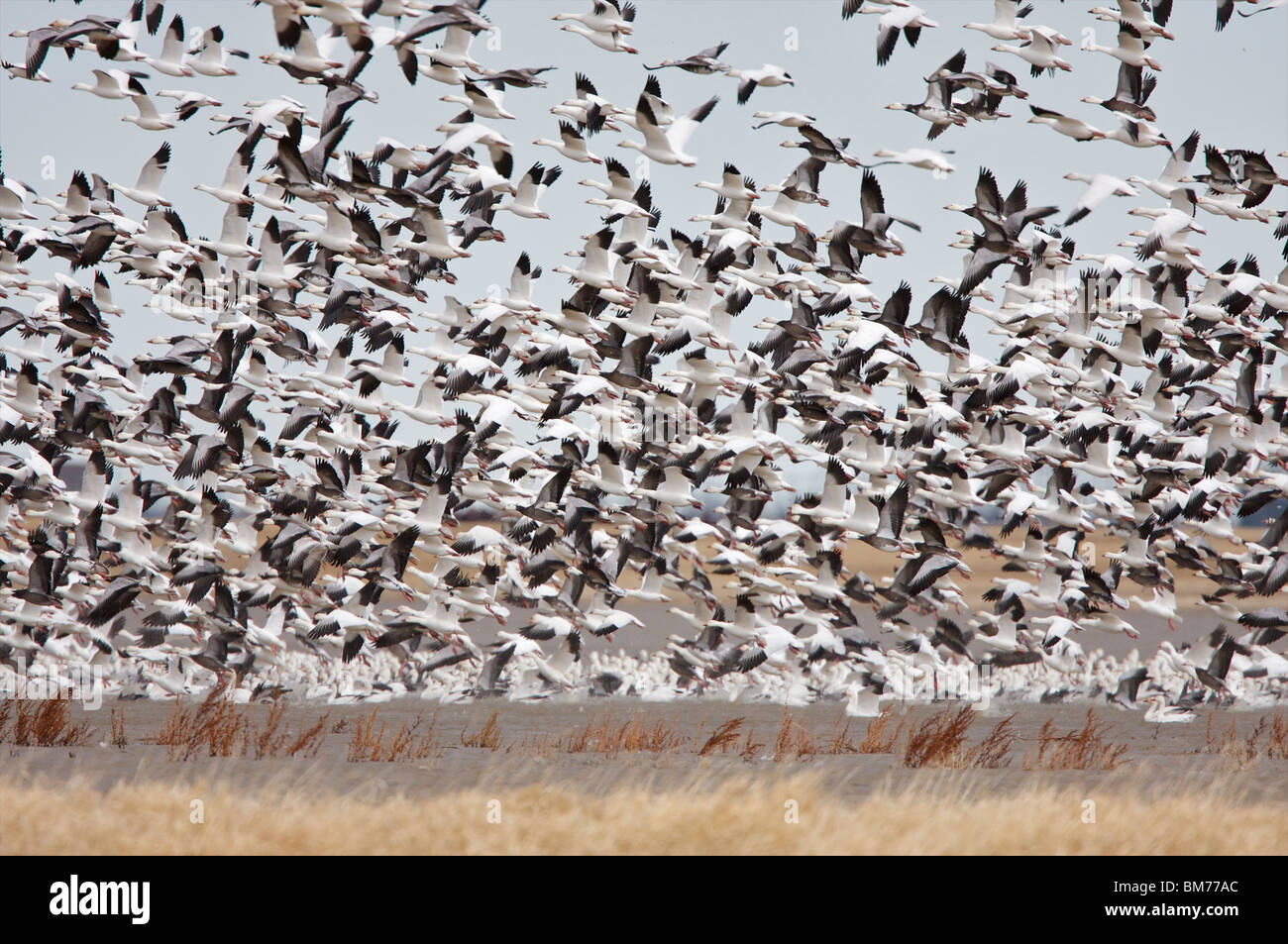 snow goose migration canada