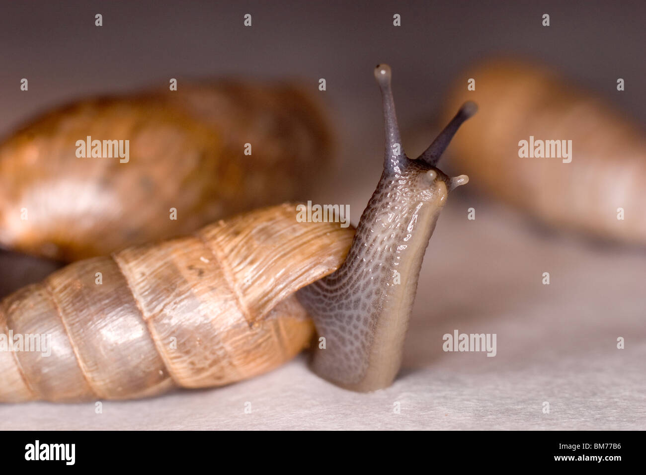 Snails eyes hires stock photography and images Alamy