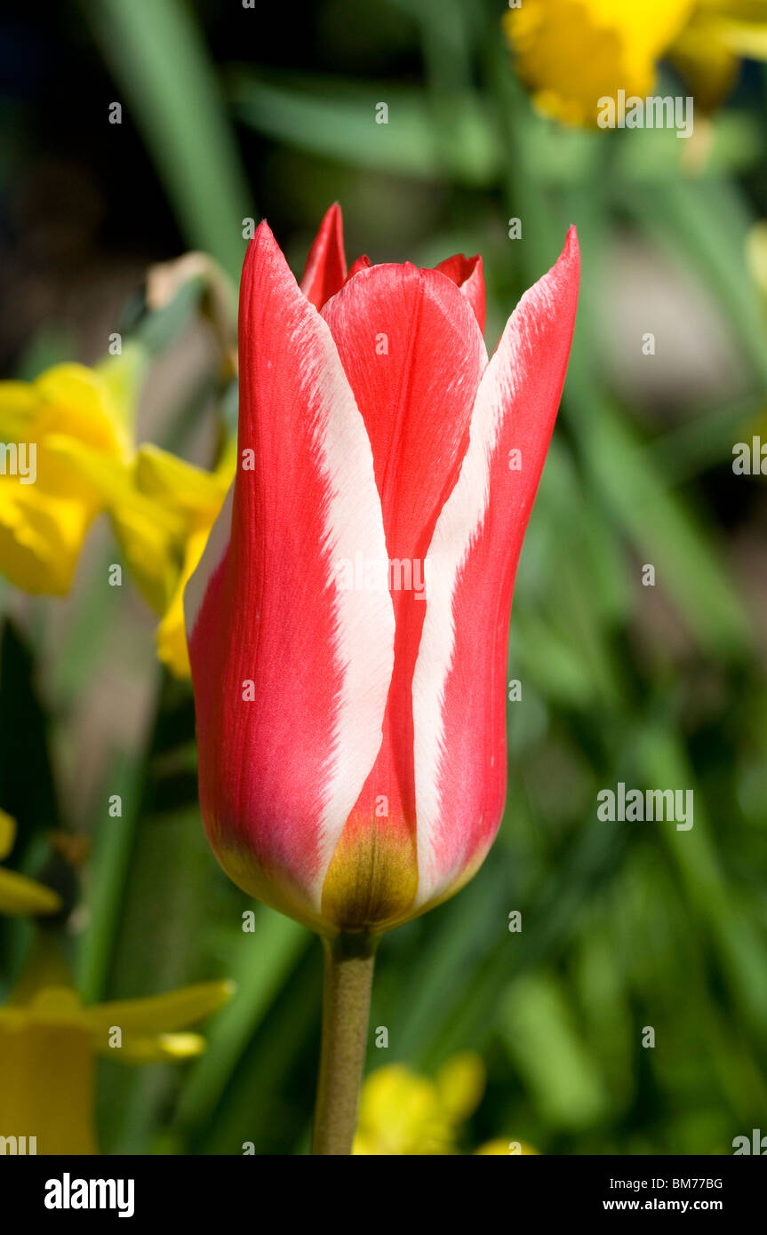 Single flower of Tulipa greigii 'Pinocchio' Stock Photo